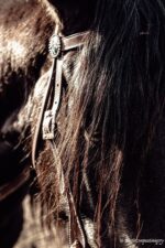 Leather headstall tooled bridle split ear western horse tack wither strap red buckstitch (63) dog collar western dog collar breast collar horse western