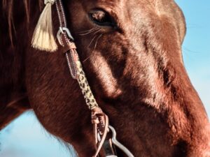 Ranch Hand Leather headstall tooled bridle split ear western horse tack wither strap red buckstitch (22)