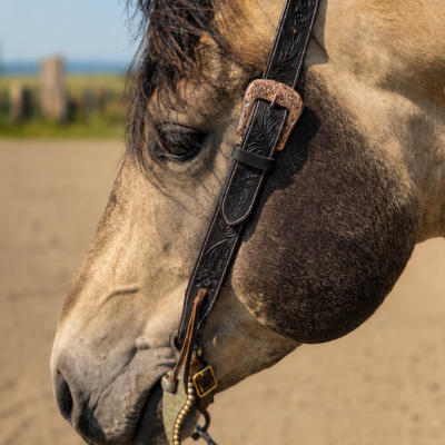 Midnight Runner - Split Ear Headstall - Pony Size / Short Cheek