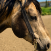 Midnight Runner - Split Ear Headstall - Pony Size / Short Cheek - view 8