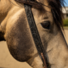 Midnight Runner - Split Ear Headstall - Pony Size / Short Cheek - view 9