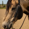 Midnight Runner - Split Ear Headstall - Pony Size / Short Cheek - view 10