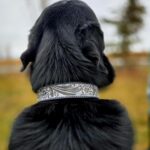 ink ivory leather dog collar white dog collar black dog collar western dog collar leather dog collar (7)