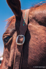 ranch hand western bridle westernhrose tack cowboy gear rodeo ready horse tack (1)