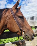 ranch hand western bridle westernhrose tack cowboy gear rodeo ready horse tack (2)