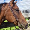 ranch hand western bridle westernhrose tack cowboy gear rodeo ready horse tack (2)