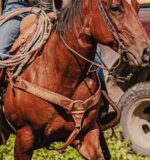 ranch hand western bridle westernhrose tack cowboy gear rodeo ready horse tack (5)