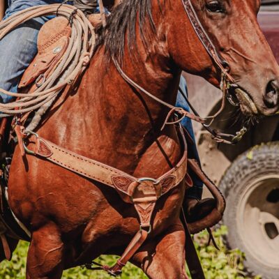 ranch hand western bridle westernhrose tack cowboy gear rodeo ready horse tack (5)