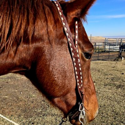 ranch hand western bridle westernhrose tack cowboy gear rodeo ready horse tack (6)