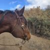Vaquero Roughout Leather - Browband Headstall - Western Bridle - view 4