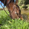 Vaquero Roughout Leather - Browband Headstall - Western Bridle - view 5