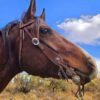 Vaquero Roughout Leather - Browband Headstall - Western Bridle