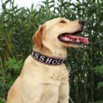 Asshole Dog Collar Funny Bad Dog Leather Collars Tooled Gift (11)