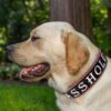 Leather Dog Collar - ASSHOLE - White Lettering - view 6