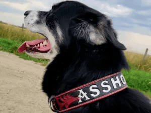 leather dog collars for sale premium leather dog collars durable ranch hand 15