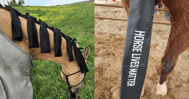 Protecting Your Horse Hair: The Essential Guide to Mane Bags and Tail Bags