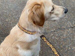 Dog Leashes
