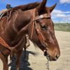 Wild Cactus - Browband Headstall with Cactus Tooling - view 3