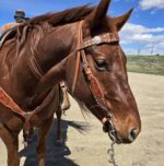 Cactus western horse tack metal ring breast collar and bridle ranchy horse tack cowboy gear weatern horse tack for sale ring set rose gold (6)