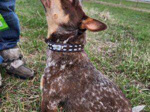 Colored Leather Dog Collar