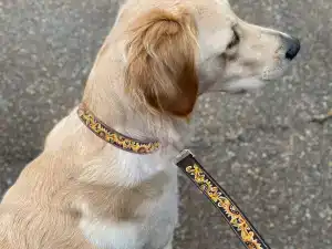 Leather Dog Leashes