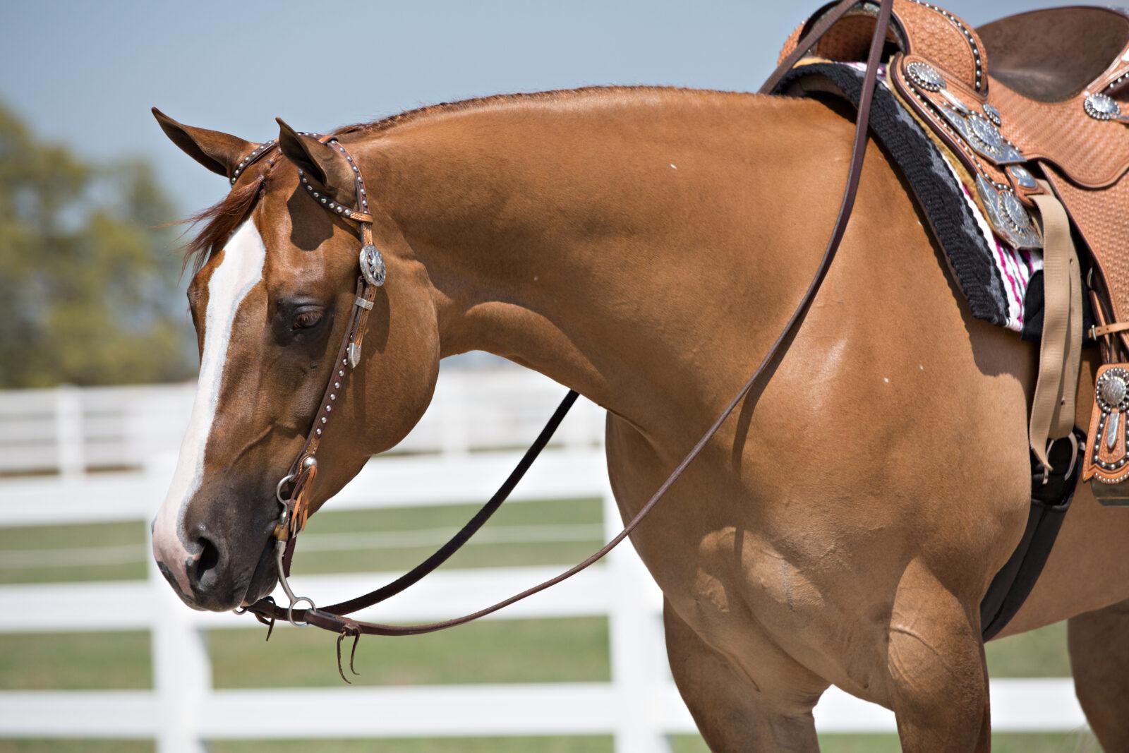 Western Riding Headstalls