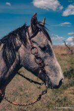 handcrafted western leather headstall cowboy style horse bridle romel reins (46)