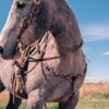 Twisted Iron - Rose Gold Metal Ring Breast Collar with Conchos - view 6