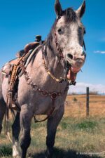 handcrafted western leather headstall cowboy style horse bridle romel reins (49)