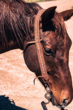 high country white buckstitch split ear