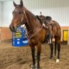High Country - White Buckstitch Browband Headstall with Roughout Leather - view 2
