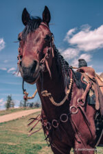 romel reins authentic western headstall for quarter horses handmade leather headstall with conchos and tooling premi (59)