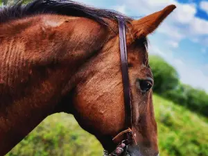 Headstalls for Horses