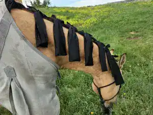 Roping Horse Tack Essentials