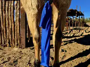 Tail Bags for Horses