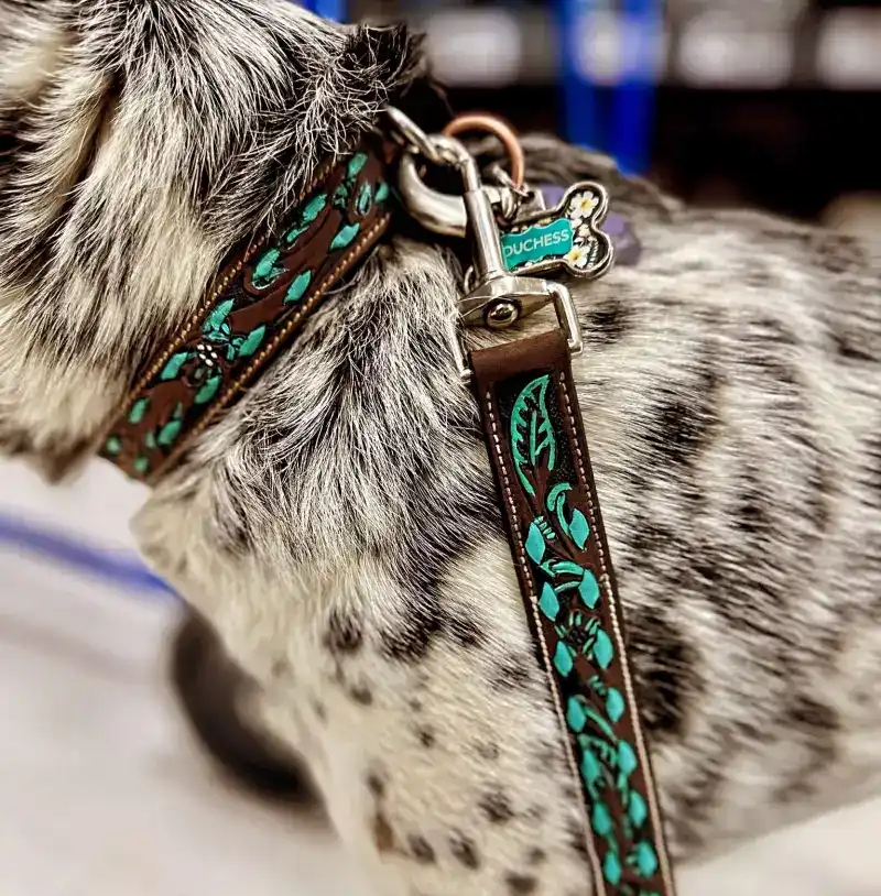 Why Your Leash Choice Matters More Than You Think