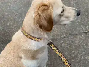 How to Choose the Right Leather Leash for Your Dog