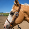 Outlaw Silver Concho One Ear Headstall - view 3