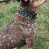 A dog collars western unique dog collars flowers dickehad funny collars for dogs for sale great gift leather (21)