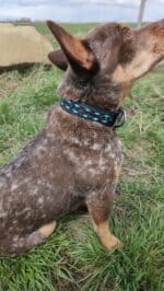 A dog collars western unique dog collars flowers dickehad funny collars for dogs for sale great gift leather (21)