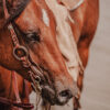 Twisted Iron - One Ear Headstall with Rose Gold Metal Rings