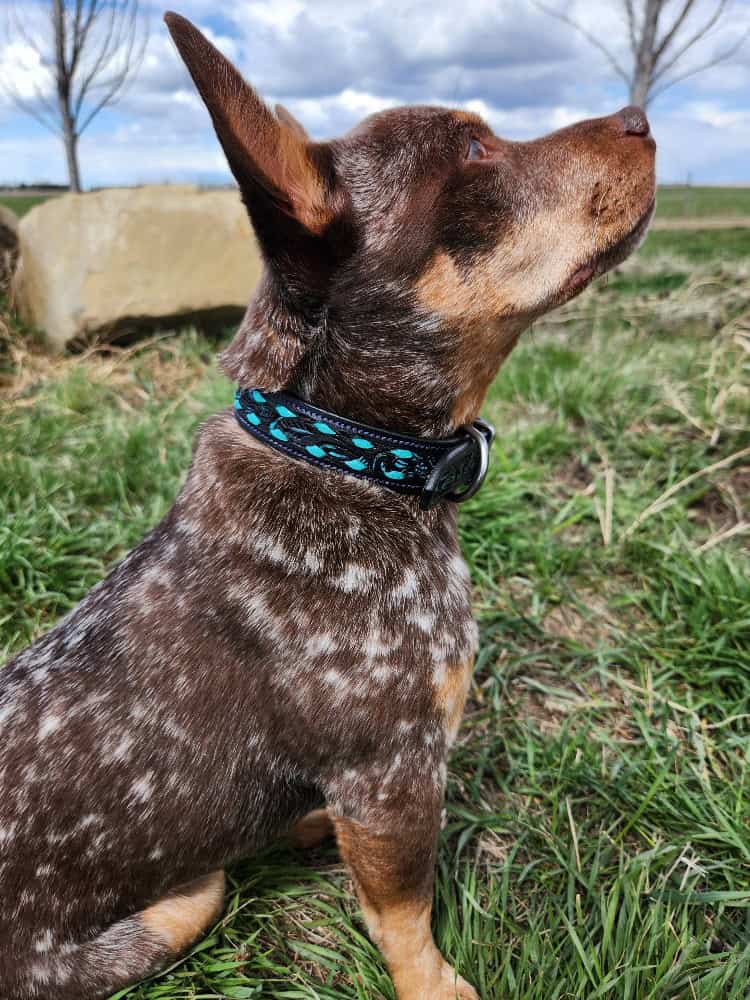 Ranch Hand leather dog collars for sale buy dog collar small medium large dog collars leather western sunflower blue pink yellow leather dog collars (46)