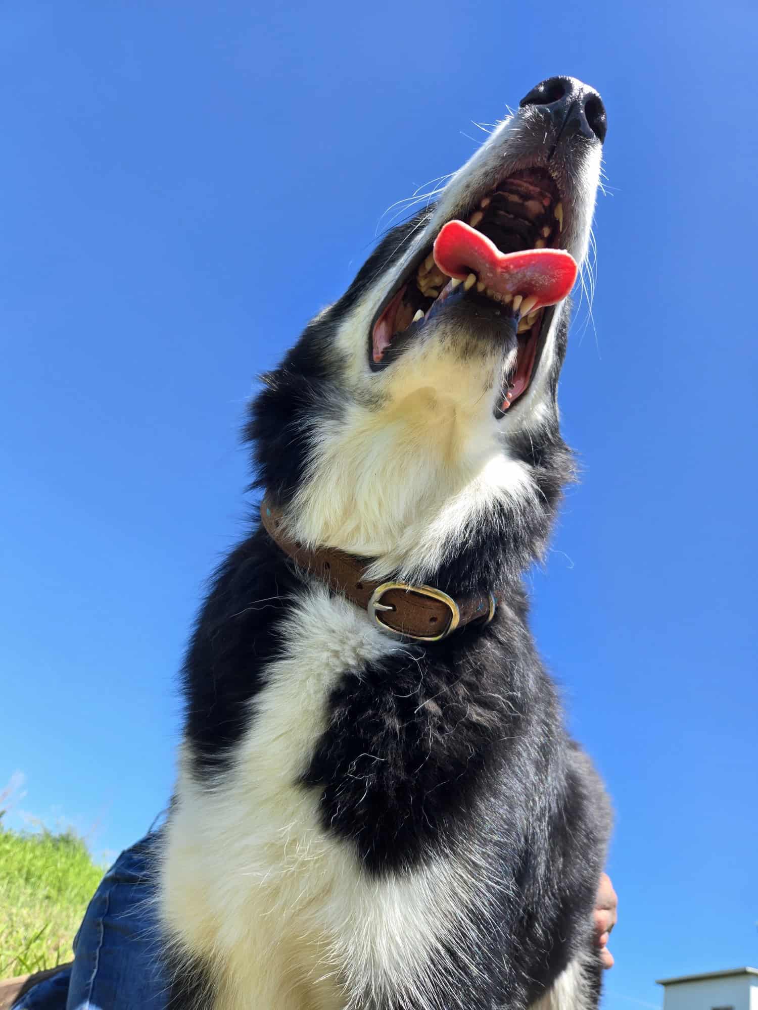 Ranch hand dog collar western dog collars leather dog collars buckstitch dog collars for ranch dogs cow dogs western premium leather dog collars (1)