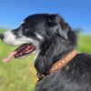 RUFFSTOCK Dog Collar - Roughout Leather with Buckstitch - view 6