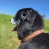 RUFFSTOCK Dog Collar - Roughout Leather with Buckstitch - view 5