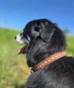 Ranch hand dog collar western dog collars leather dog collars buckstitch dog collars for ranch dogs cow dogs western premium leather dog collars (18)