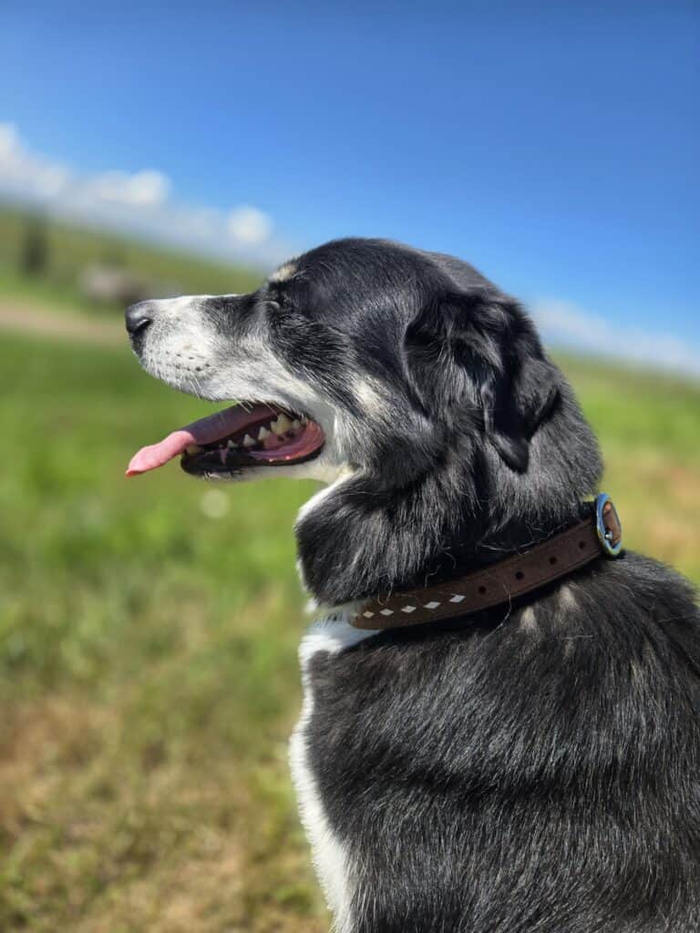 Ranch hand dog collar western dog collars leather dog collars buckstitch dog collars for ranch dogs cow dogs western premium leather dog collars (20)