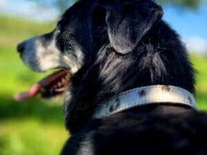 Ranch hand dog collar western dog collars leather dog collars buckstitch dog collars for ranch dogs cow dogs western premium leather dog collars (7)