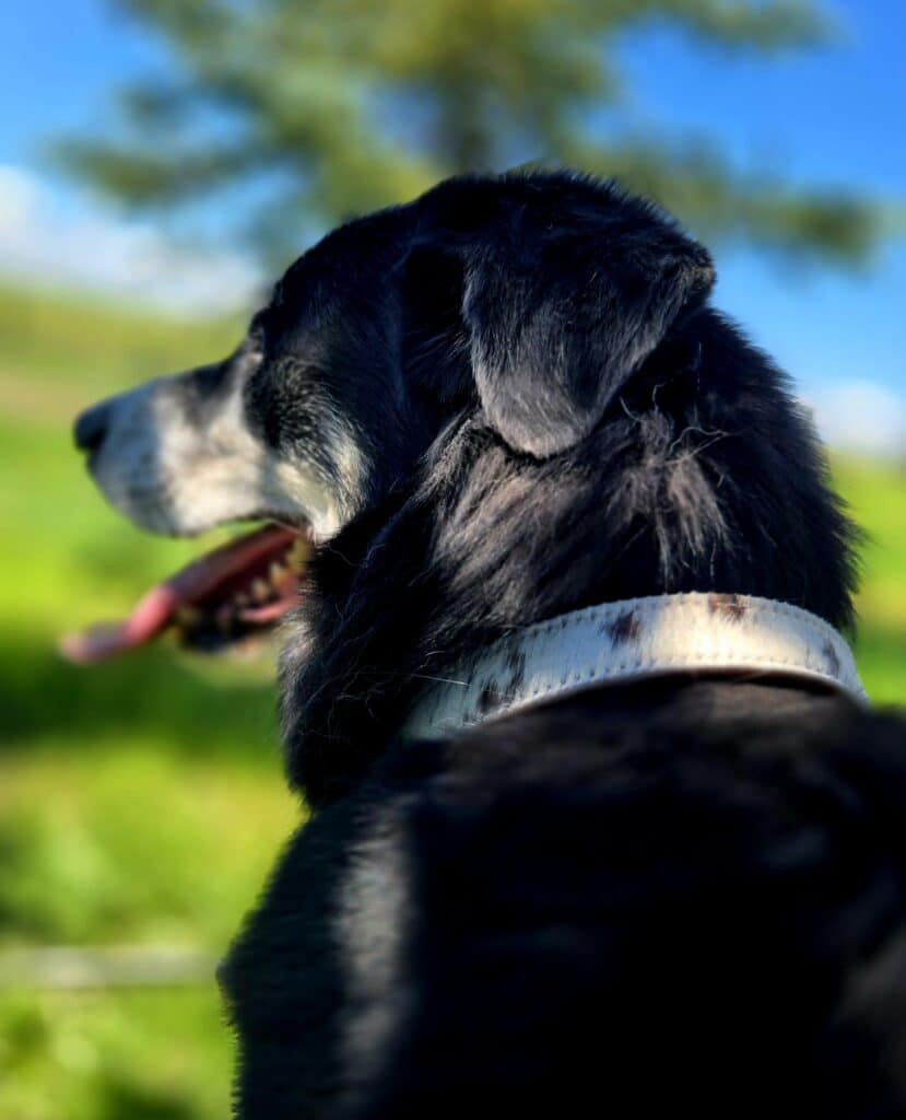 Ranch hand dog collar western dog collars leather dog collars buckstitch dog collars for ranch dogs cow dogs western premium leather dog collars (7)