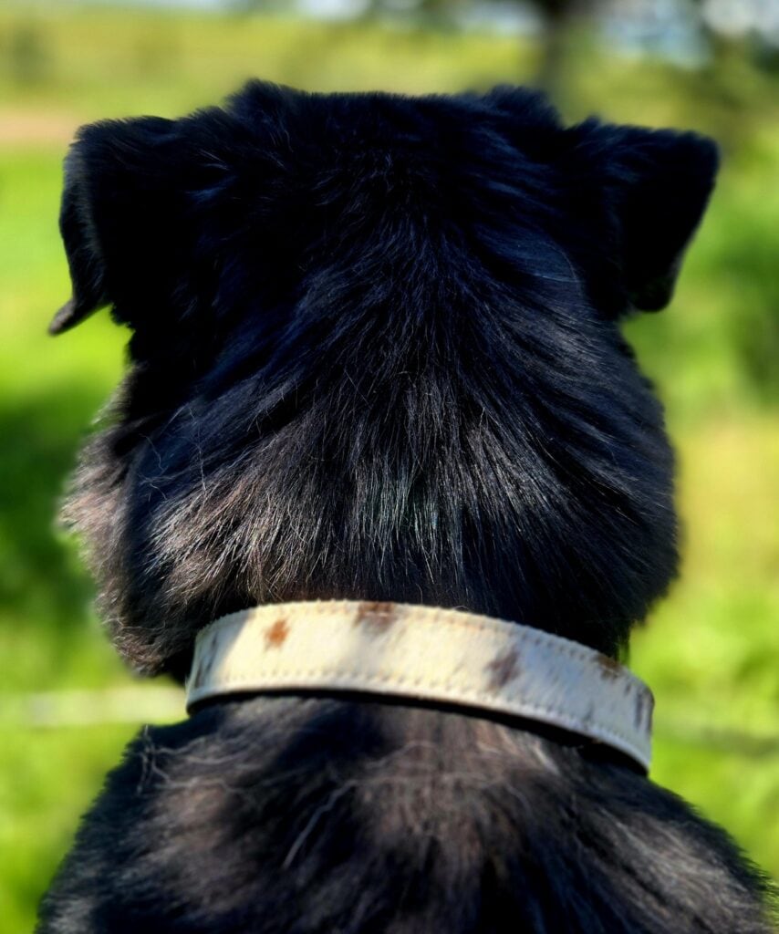 Ranch hand dog collar western dog collars leather dog collars buckstitch dog collars for ranch dogs cow dogs western premium leather dog collars (8)